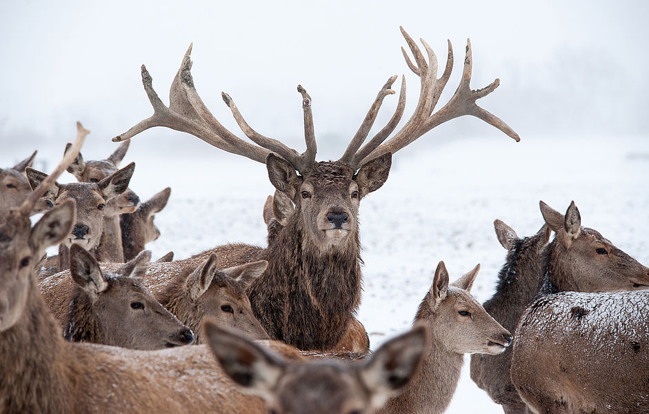 Wildtiere im Winter - Salzburger Land